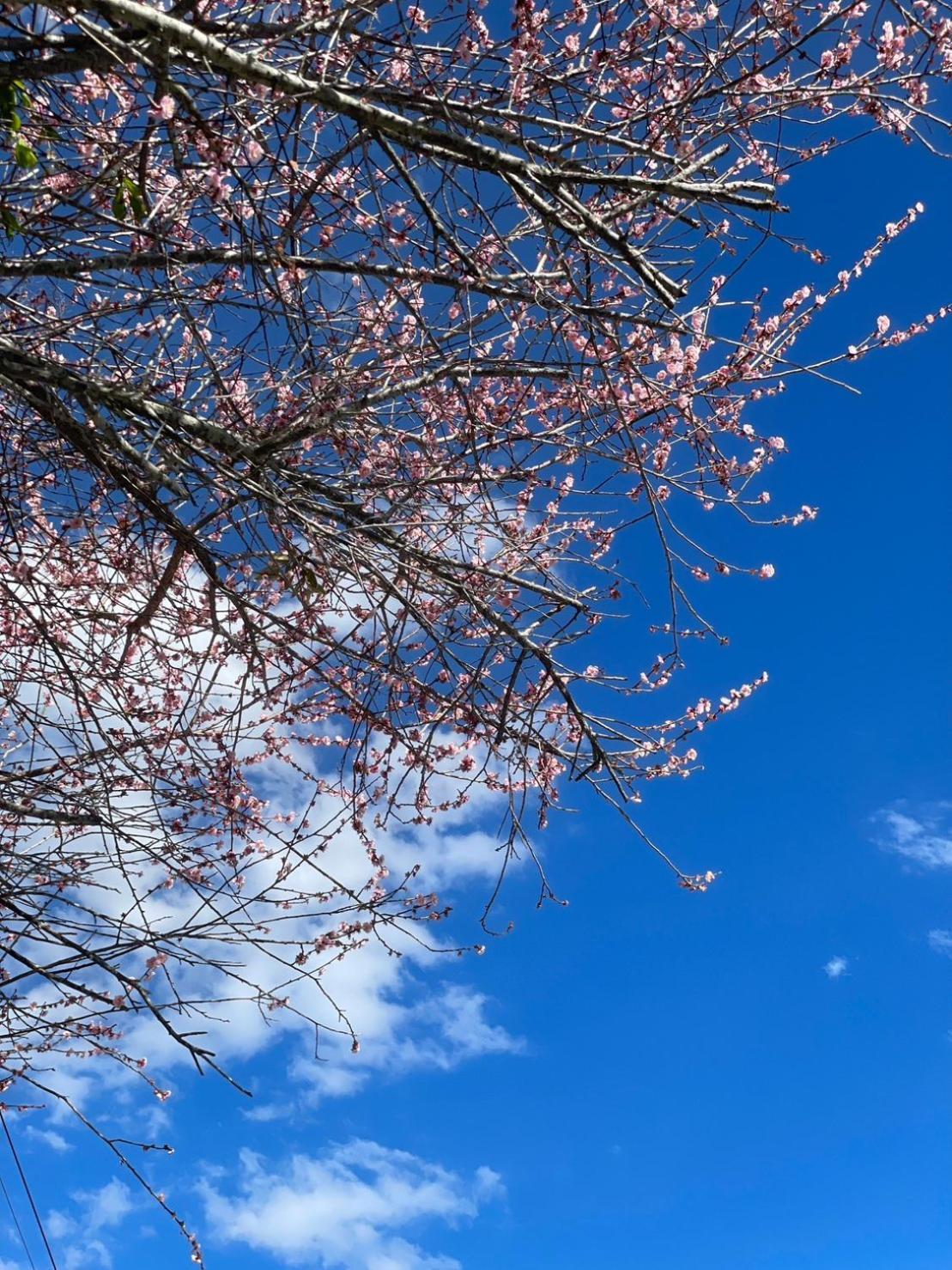 רן-איי Julie'S Garden, Cingjing - Fon Chin Homestay מראה חיצוני תמונה